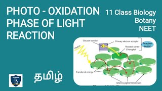 Photo Oxidation Phase of Light Reaction Tamil  Photosynthesis  Botany I Class 11  NEET TNSCERT [upl. by Frentz]