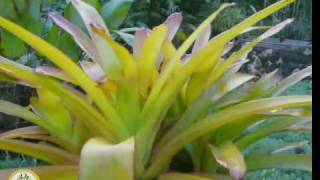 Bromeliad Aechmea Blanchetiana Rubra [upl. by Gae763]