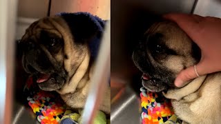 Dog Wakes Up Screaming From Anesthesia After Losing His Testicles [upl. by Chere]