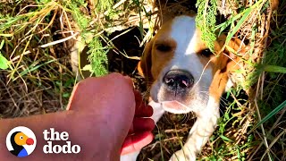 Beagle Puppy Was Left On The Side Of The Road  The Dodo [upl. by Eniamert]