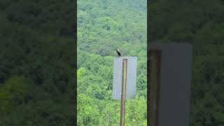 Bobolink in New Paltz New York birds nature birdsounds birdslover [upl. by Lehsreh]