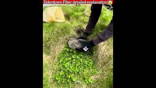 Eiderdown Fiber detailed explanation😱 facts shorts vr7factz 143 [upl. by Aray]