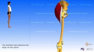 Gluteus maximus tensor fascia lata iliotibial tract [upl. by Lali881]