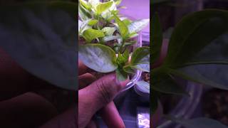 Germinate Pepper Seeds within hours garden gardening [upl. by Anirehtak]