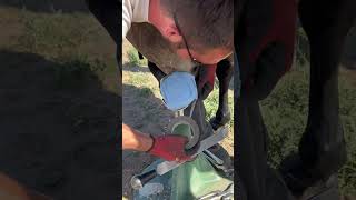 Poultice wrap on an abscess horse farrier hoofcare hooves [upl. by Hebert]