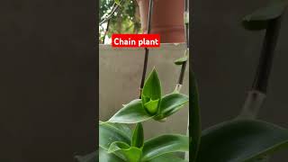 Chain plantgreeneryplants homegreenery gardenplants [upl. by Royo]