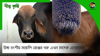 DeeptoKrishiC  সাদেক এগ্রোতে ৭৫লাখ টাকায় মিলবে উচ্চ বংশীয় সান্তালি রেঞ্জের গরু SadeeqAgro [upl. by Hachmin]