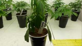 Under Watering and Over Watering Cannabis [upl. by Ococ]