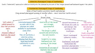 Swallowing Chapter 64 part 2 Guyton and Hall Physiology [upl. by Lordan692]