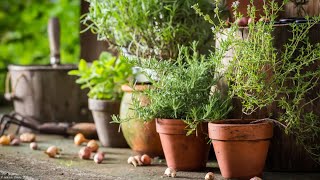 5 Plantes Aromatiques À Planter Cet Automne [upl. by Still]