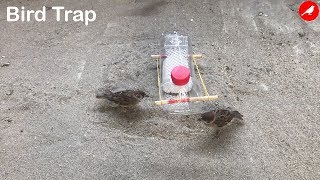 Sparrow TrapBird Trap HomemadeHow to make a Bird Trap Easy Automatic saving a Sparrow [upl. by Potash]