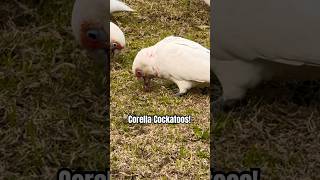 Stunning Corella Cockatoo Sounds  Going Crazy for Grass Roots [upl. by Niobe]