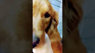 Puppy ASMR my pets staring Millie and pete [upl. by Allina]