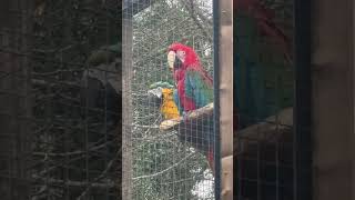 Green Winged Macaw And A Blue And Gold Macaw On A Perch  Tropical Butterfly House Sheffield avian [upl. by Rotberg]