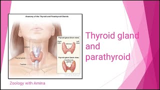 Thyroid gland and parathyroids  Hormones of thyroid gland [upl. by Stacia319]