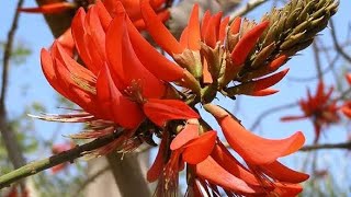 How to grow Erythrina Indica Indian Coral tree [upl. by Notgnirrab]