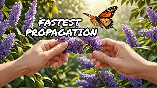 Quick And Easy Butterfly Bush Propagation  Grow Buddleia In A Flash butterflybush butterflyplant [upl. by Koller]