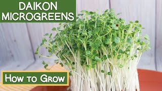 Daikon Radish Microgreens How to Grow  Reasons to Eat Them [upl. by Hadik169]