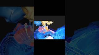 3d animation laryngeal mask airway insertion [upl. by Cir]