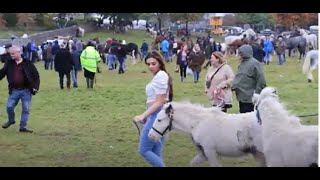 Amazing Cute Ponies and Horses at Ballinasloe Horse Fair [upl. by Pickett272]