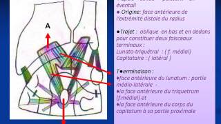 ANATOMIE MS LE POIGNET [upl. by Ille]