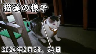 元地域猫にんにん早朝プチ散歩。我が家の猫達の様子。元地域猫タマちゃんの様子2024年2月23～24日撮影記録。過去の思い出。 [upl. by Adnorahc246]