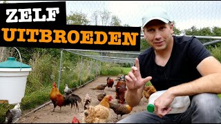 Zelf Eieren Uitbroeden met de Broedmachine [upl. by Yelyr]