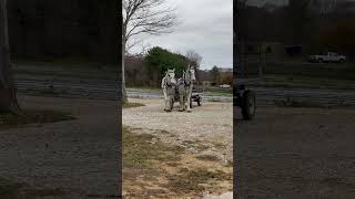 These Draft Horses drive themselves carriagedriving drafthorses drafthorse horse percheron [upl. by Wenger]