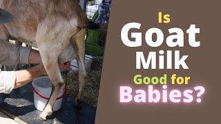 Is Goat Milk Good for Babies Is it Safe [upl. by Araht748]