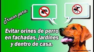 EVITAR QUE LOS PERROS ORINEN EN TU PUERTA [upl. by Myriam]