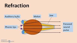 Echolocation  How dolphins produce and detect sound [upl. by Morlee245]