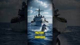 Dolphins in War The Surprising Military Training of These Intelligent Creatures [upl. by Loram]