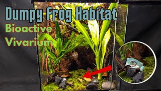 Dumpy Frog Bioactive Vivarium Step by Step Home Build [upl. by Nnylhtak245]