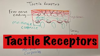 Tactile Receptors [upl. by Frentz186]