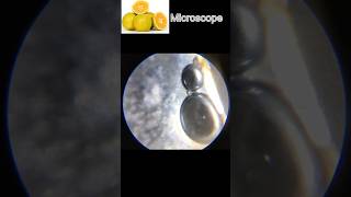 AP MICROSCOPE 52howtomakemicroscopeathomesciencescienceexperimentsmicroscopemicroscopeinhindi [upl. by Aivatnuhs]