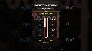 Nephrons  trendingshorts shorts shortvideo biology kidney medicalstudent medico [upl. by Eustace]