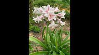 Crinum Lilies for Kentucky [upl. by Enellek]