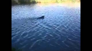 Bluestem Kennels Wirehaired Pointing Griffons Graces First Water Retrieve [upl. by Nolyar]