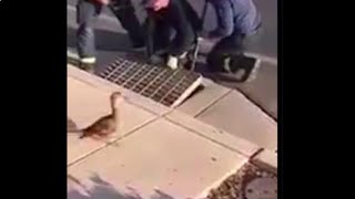 Mother duck watches as ducklings rescued from storm drain [upl. by Zsazsa219]