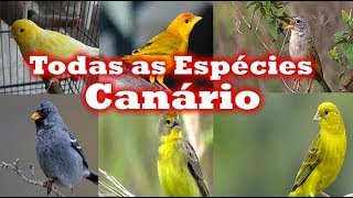 Todas Espécies de canários [upl. by Artemla]