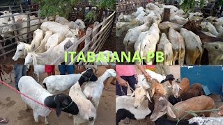 FEIRA DE ANIMAIS DE ITABAIANA DISTRITO CARIATÁ 28012024 [upl. by Merralee]