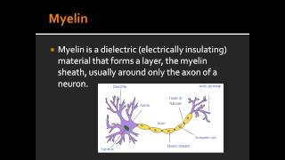 Myelin  First Aid USMLE [upl. by Carnes]