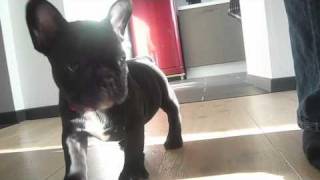 Juka french bulldog first day  home [upl. by Asilaj486]