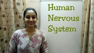 Human Nervous System  Life processes series  Biology class 10  Lecture 24 [upl. by Thorncombe]