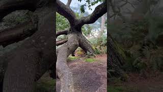 Another spectacular oak tree in the New Forest shorts [upl. by Gereron470]