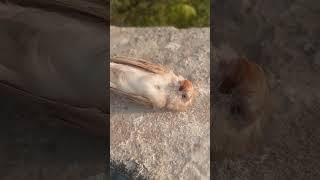 Finch baby died today 😭  pt 1 finchesbirds sad shorts Ebadbirdsvibes20 [upl. by Ula853]