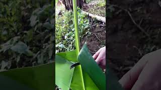 Banana leaf cutting process goodtools smartwork [upl. by Milas429]