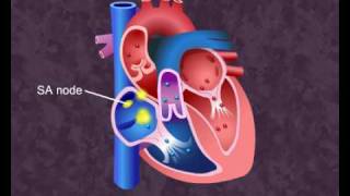 How your heart works  Cardiac Cycle [upl. by Gennifer]