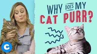 Why Does My Cat Purr  Chewy [upl. by Aldred]