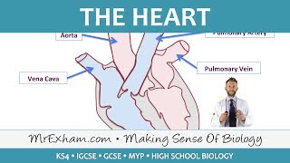 The Heart  GCSE Biology 91 [upl. by Nihi]